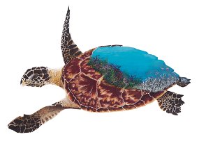 Hawksbill-Sea-Turtle