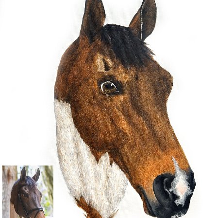 Equine Portraits